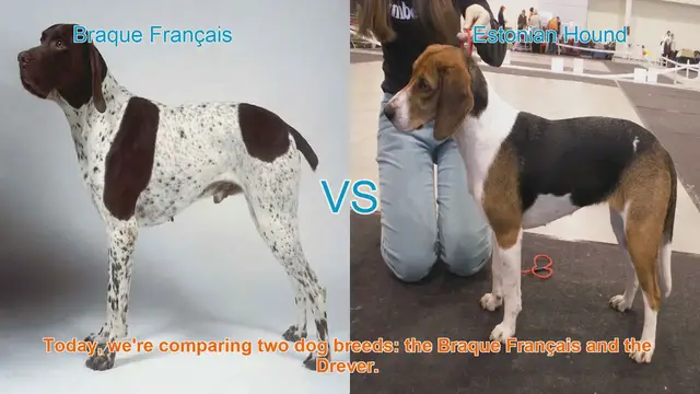 Video thumbnail for Braque Français vs. Drever: A Comprehensive Comparison