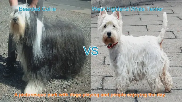 Video thumbnail for Comparing Bearded Collie and Tonya Finosu: A Guide to Long-Haired Dog Breeds