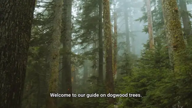 Video thumbnail for Types Of Dogwood Trees
