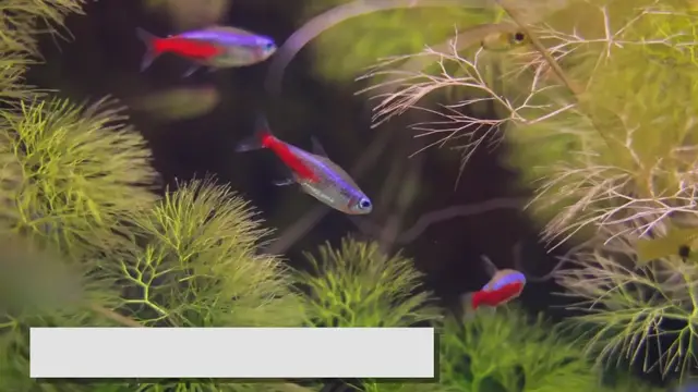 'Video thumbnail for The Ideal Neon Tetra Group Size: Ensuring a Thriving Tank'