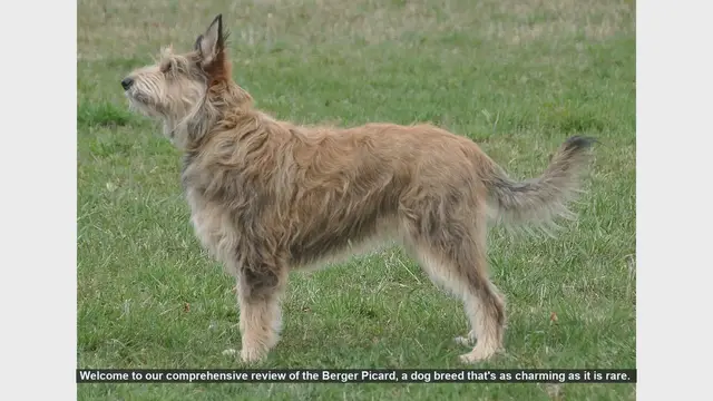 Video thumbnail for Berger Picard: The Charming and Rare French Herding Dog
