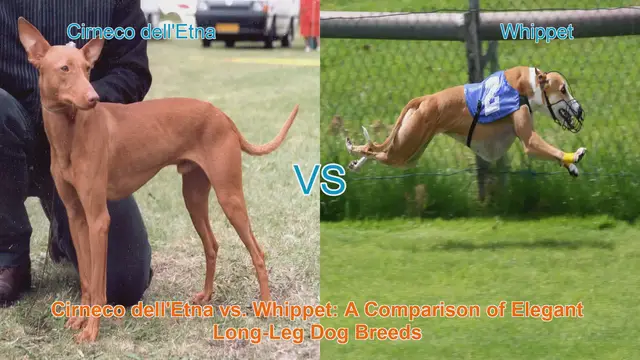 Video thumbnail for Cirneco dell'Etna vs. Whippet: A Comparison of Elegant Long-Leg Dog Breeds