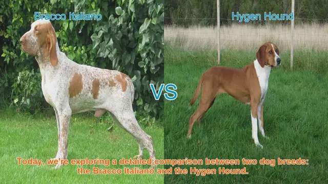 Video thumbnail for Bracco Italiano vs. Hygen Hound: A Detailed Comparison
