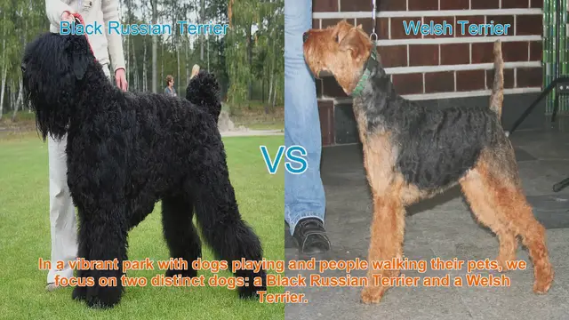 Video thumbnail for Comparing Black Russian Terrier and Welsh Terrier: Size, Temperament, and Health