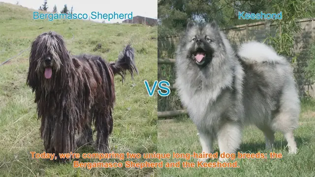 Video thumbnail for Bergamasco Shepherd vs. Keeshond: A Comparison of Two Unique Long-Haired Dog Breeds