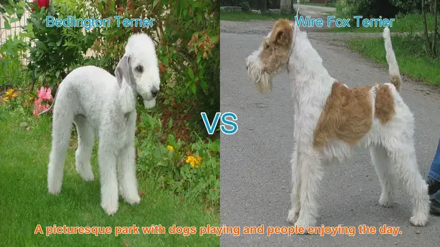 Video thumbnail for Bedlington Terrier vs. Wire Fox Terrier: A Comparison of Two Distinct Breeds
