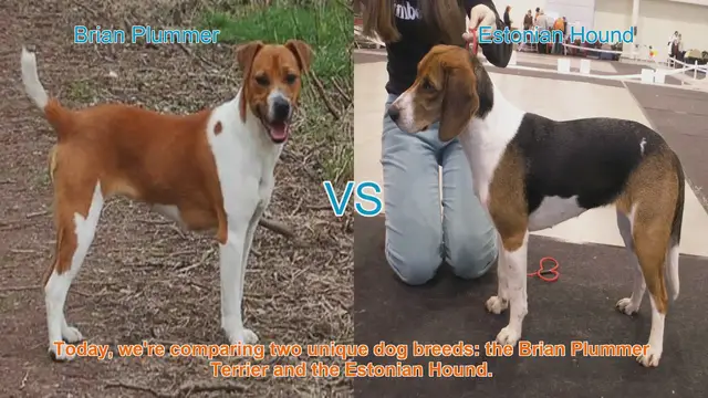 Video thumbnail for Comparing Brian Plummer Terrier and Estonian Hound: A Comprehensive Guide