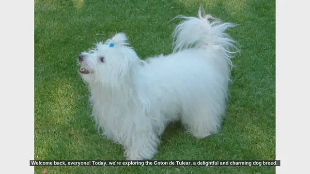 Video thumbnail for Coton de Tulear: Pros and Cons of This Charming Dog Breed