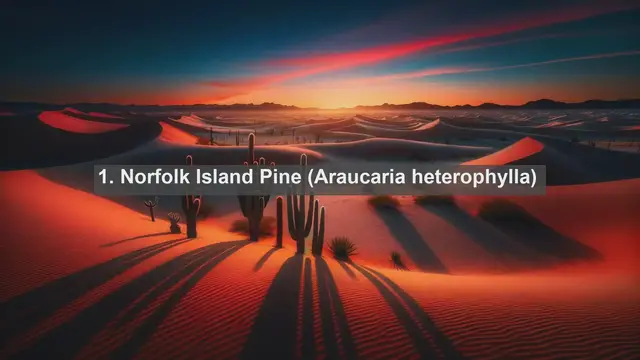 Video thumbnail for Exploring Norfolk Island's Natural Treasures: Top 10 Native Flora Revealed!