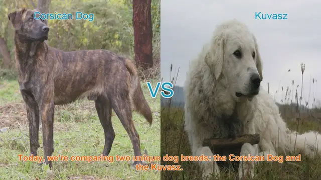 Video thumbnail for Corsican Dog vs. Kuvasz: A Breed Comparison for Dog Lovers