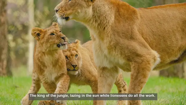 Video thumbnail for 10 Surprising Facts About Male Lions' Hunting Behavior