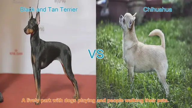 Video thumbnail for Black and Tan Terrier vs. Chihuahua: A Comprehensive Breed Comparison