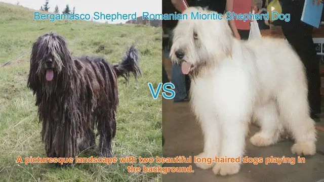 Video thumbnail for Comparing Bergamasco Shepherd and Romanian Mioritic Shepherd Dog
