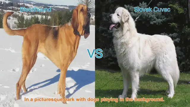 Video thumbnail for Comparing Bloodhound and Slovak Cuvac: A Guide to Choosing the Right Dog Breed