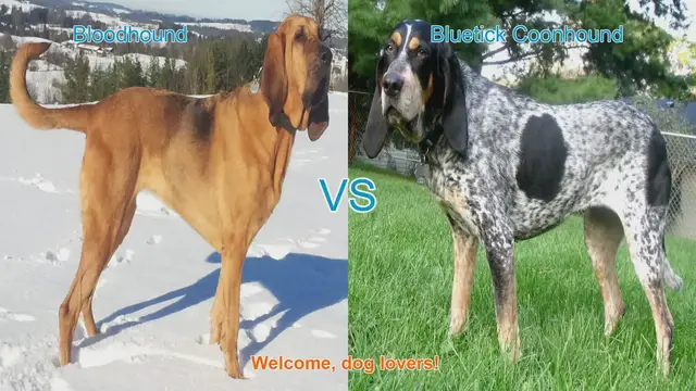 Video thumbnail for Bloodhound vs. Bluetick Coonhound: A Comparison of Remarkable Dog Breeds