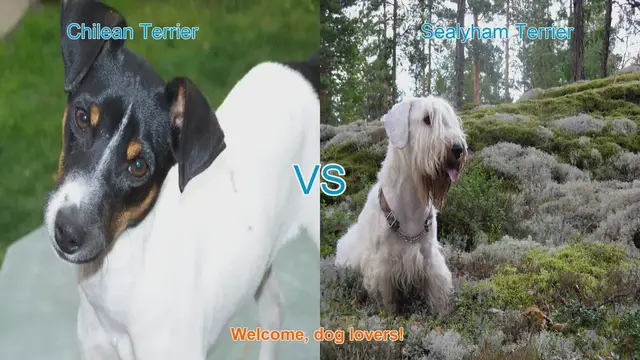 Video thumbnail for Chilean Terrier vs. Sealyham Terrier: A Comparison of Two Unique Terrier Breeds