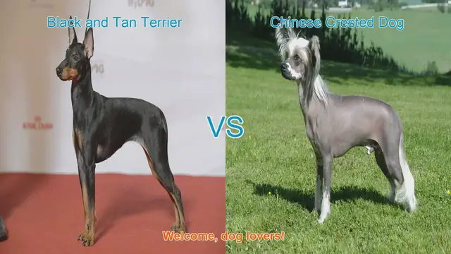 Video thumbnail for Dog Breed Comparison: Black and Tan Terrier vs. Chinese Crested Dog