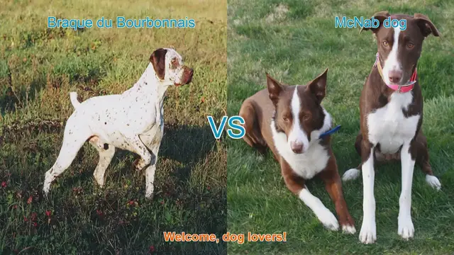 Video thumbnail for Braque du Bourbonnais vs. McNab Dog: A Comparison of Two Unique Breeds