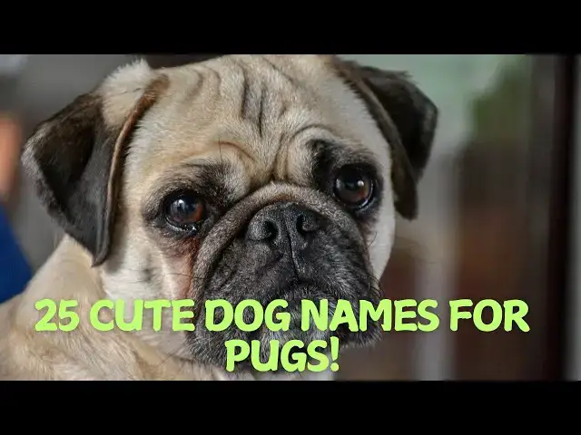 Video thumbnail for 25 Adorable Dog Names for Pugs! 🐶💕