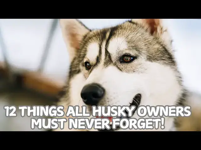 Video thumbnail for 12 Things All Husky Owners Must Never Forget! 🐺