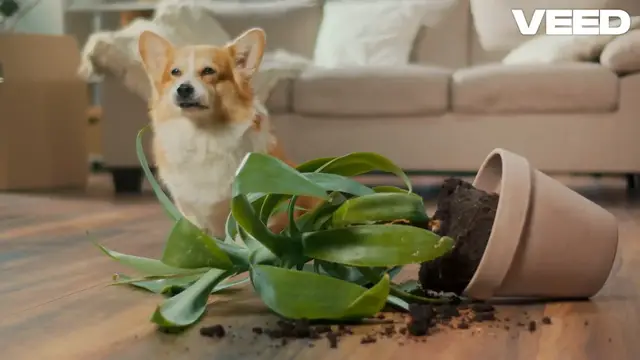 Video thumbnail for Essential Products for Happy Pets!