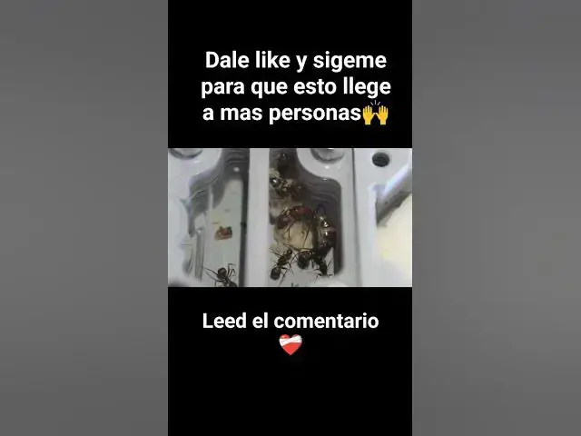 Video thumbnail for Lo bonito de criar hormigas🐜❤️‍🩹#shorts #camponotus #nicobarensis