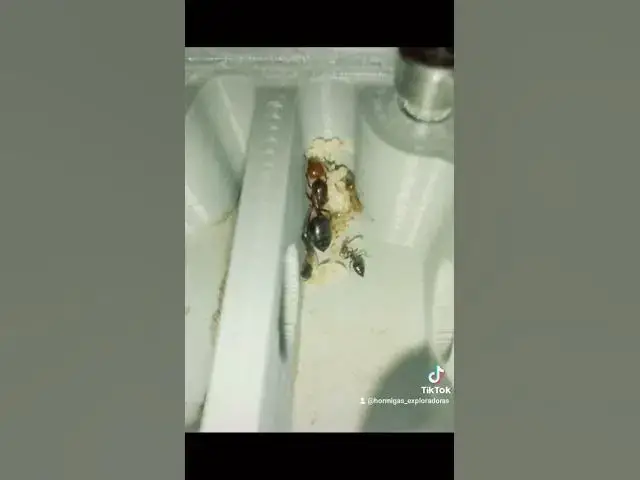 Video thumbnail for Aquí os presento mi nueva colonia de #crematogaster #scutellaris❤️😋#shorts
