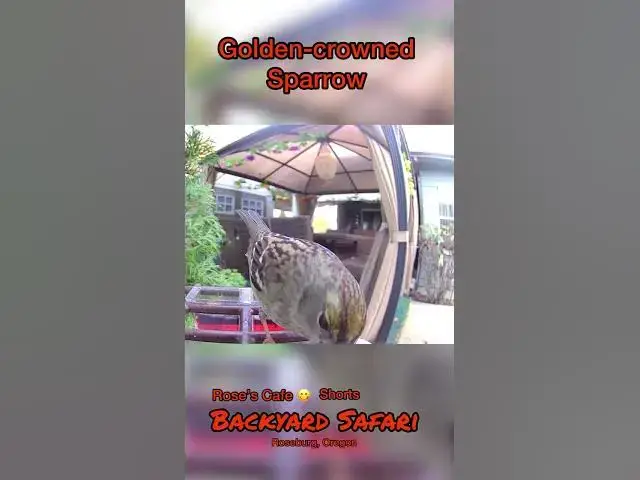 Video thumbnail for Backyard Safari -Shorts #birdwatching