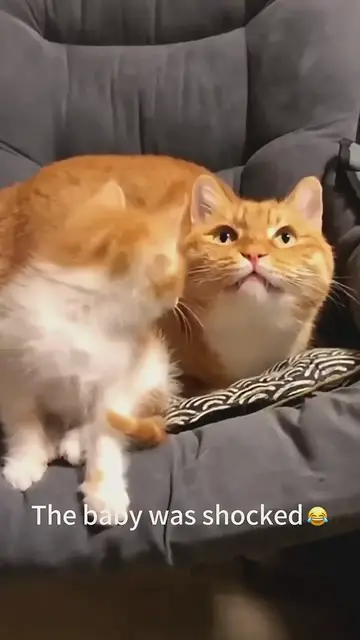 'Video thumbnail for Funny Cats'