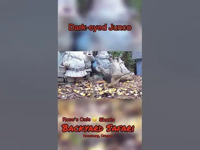 Video thumbnail for Backyard Safari - Shorts #birdwatching