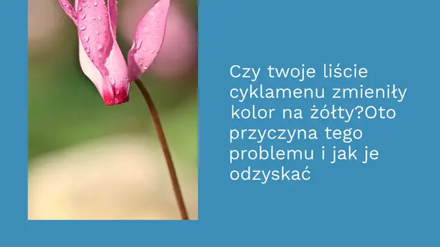 Video thumbnail for Czy twoje liście cyklamenu zmieniły kolor na żółty? Oto przyczyna tego problemu i jak je odzyskać