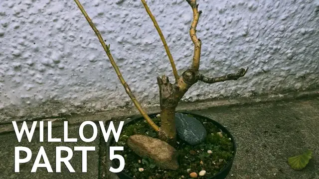 'Video thumbnail for Weeping Willow Bonsai, From Cutting, 5'