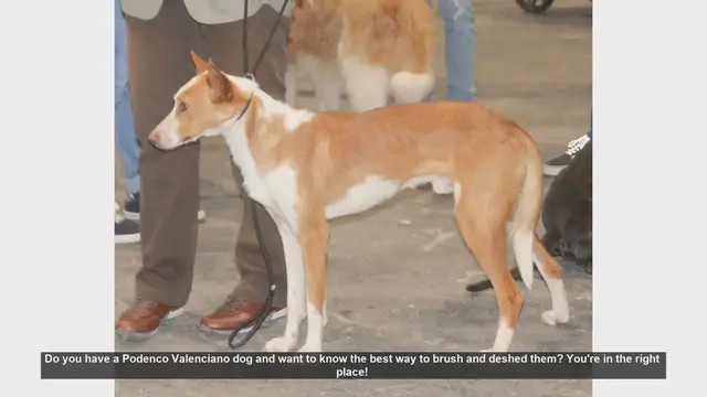 Video thumbnail for How to Brush and Deshed Your Podenco Valenciano: A Step-by-Step Guide