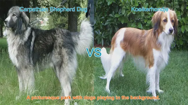 Video thumbnail for Exploring the Carpathian Shepherd Dog and Kooikerhondje: Origins, Characteristics, and More