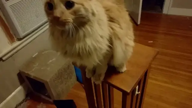 Video thumbnail for Parker vs Final Boss | Parker The Cat