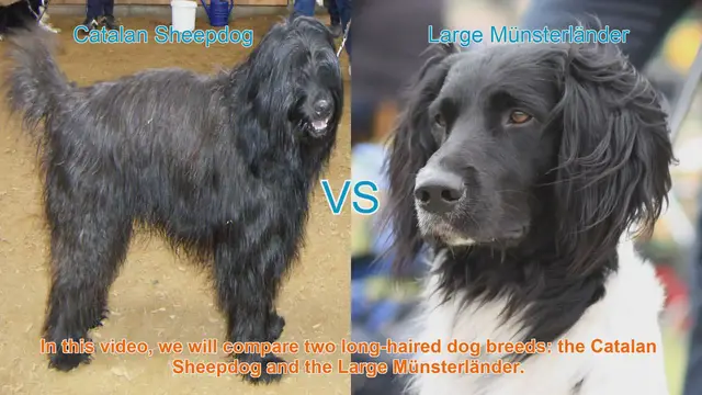 Video thumbnail for Catalan Sheepdog vs. Large Münsterländer: A Comparison of Long-Haired Dog Breeds