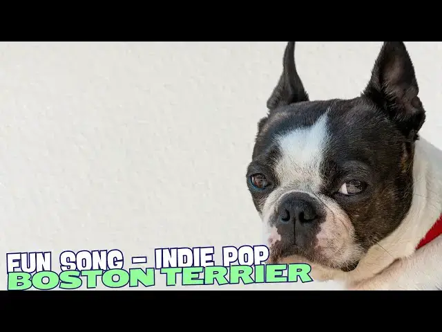 Video thumbnail for Boston Terrier Boogie 🎶🐾