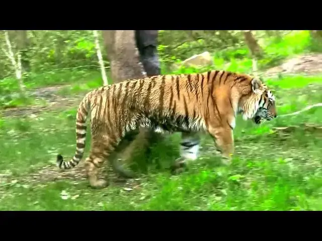 Video thumbnail for How Deforestation Has Shrunk Tiger Habitats?