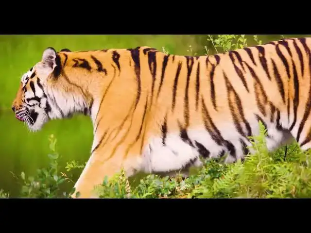 Video thumbnail for How Did Ancient Tigers Differ from Modern Tigers?