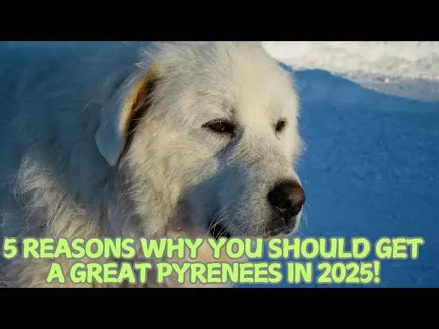 Video thumbnail for 5 Reasons Why You Should Get a Great Pyrenees in 2025! 🐕🏔️