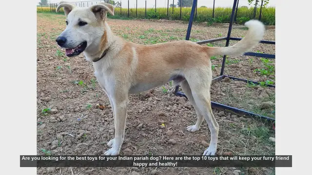 Video thumbnail for Top 10 Toys for Your Indian Pariah Dog: Keep Them Happy and Healthy!