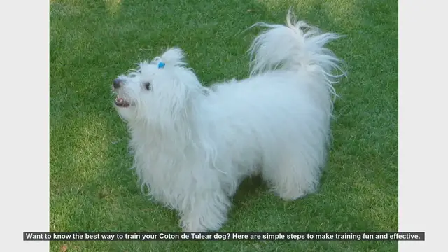 Video thumbnail for Effective Training Tips for Your Coton de Tulear