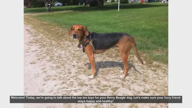 Video thumbnail for Top 10 Toys for Your Kerry Beagle: Keep Your Pup Happy and Healthy!