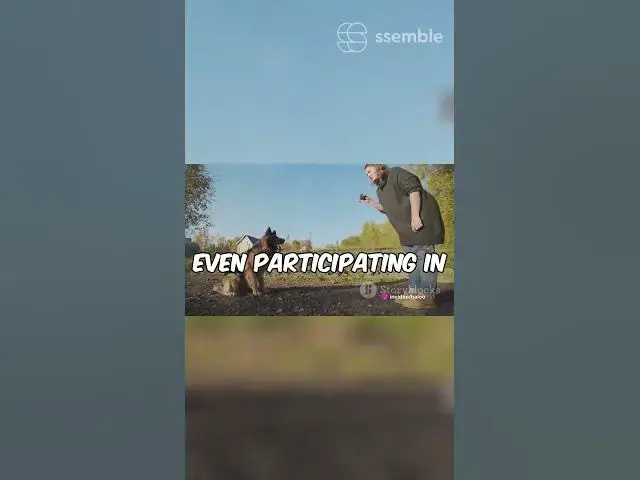 Video thumbnail for Gsd 101 Shepherd Fit Test