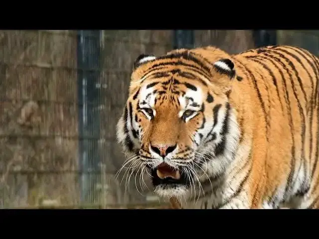 Video thumbnail for How Do Tigers Navigate Their Territories at Night?