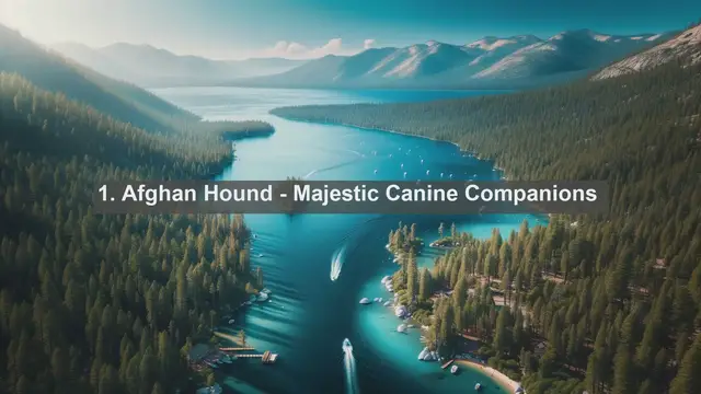 Video thumbnail for Afghan Pet Paradise: Top 10 Beloved Pets in Afghanistan Revealed