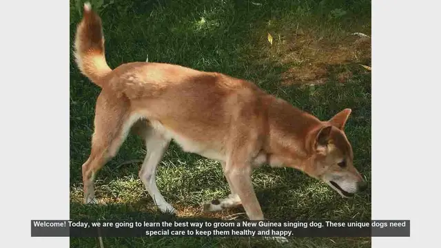 Video thumbnail for How to Groom Your New Guinea Singing Dog: Essential Tips