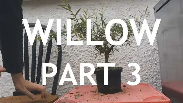 'Video thumbnail for Weeping Willow Bonsai, From Cutting, 3'