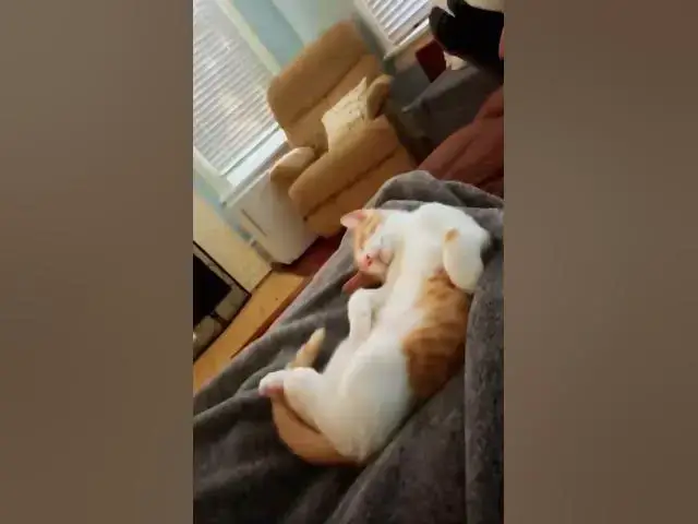 'Video thumbnail for Kitten🥰😊😍😻'