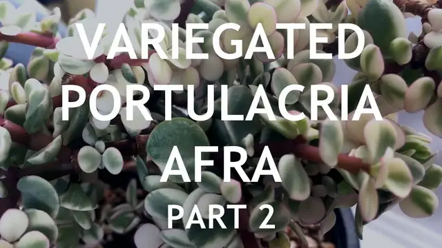 'Video thumbnail for Variegated Dwarf Jade (Portulacaria Afra) Bonsai, 2'